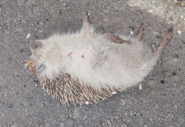 Ein toter Igel, tot auf der Stra&szlig;e liegend