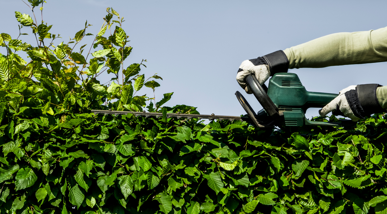 Hecke, die gerade von einer Person mit Heckenschere geschnitten wird