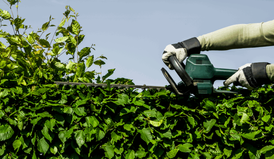 Hecke, die gerade von einer Person mit Heckenschere geschnitten wird